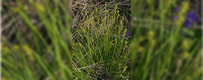Sterile Sedge
Carex spp.
<i>Photo credit: Steve Eggers</i>